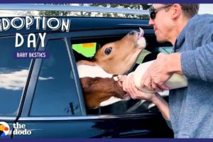 Guy Drives 18 Hours To Save Two Baby Cows | The Dodo Adoption Day