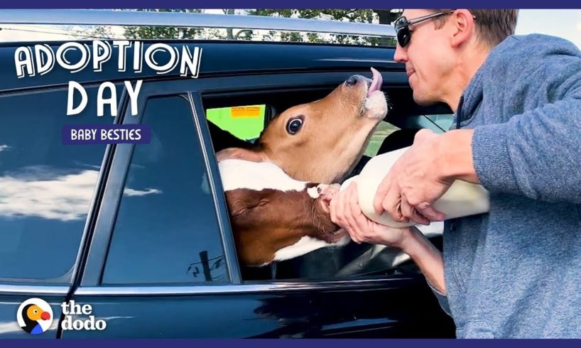 Guy Drives 18 Hours To Save Two Baby Cows | The Dodo Adoption Day