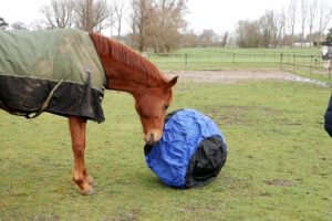 HORSES PLAYING WITH BIG BALL