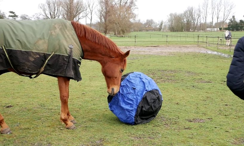 HORSES PLAYING WITH BIG BALL