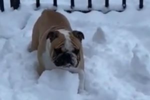 Happy doggies play together in the Alaskan snow