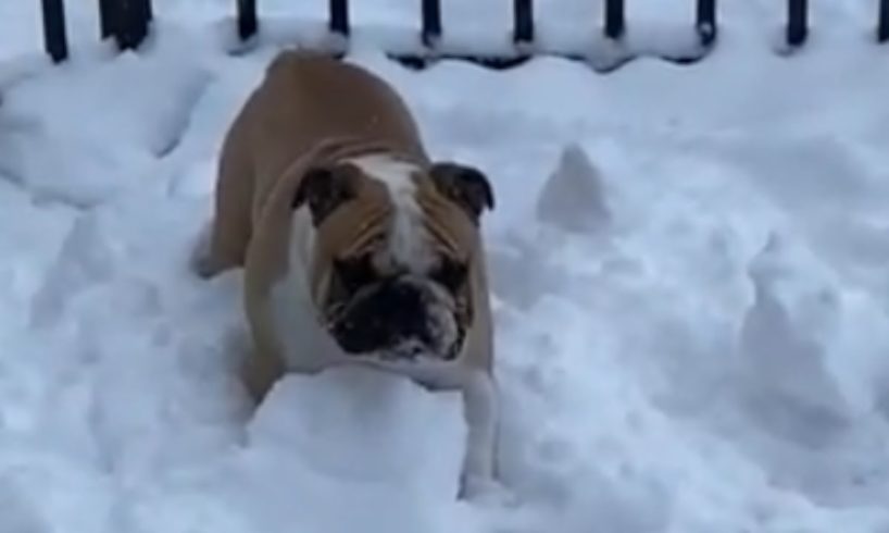 Happy doggies play together in the Alaskan snow