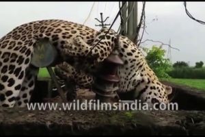 Heart-warming leopard rescue videos from India