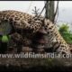 Heart-warming leopard rescue videos from India