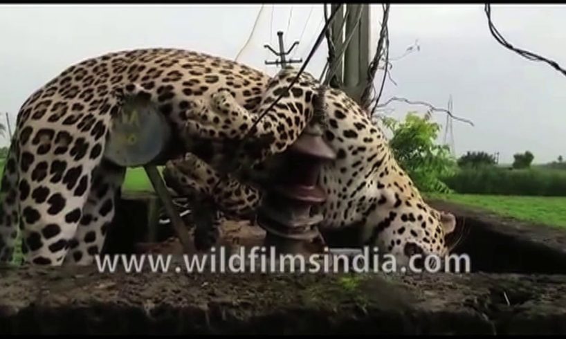 Heart-warming leopard rescue videos from India