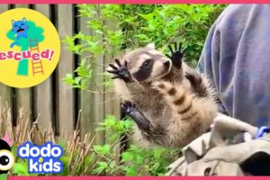 Heroes Save Nervous Mama Raccoon and Three Fuzzy Babies! | Animal Videos For Kids | Dodo Kids