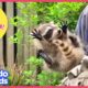 Heroes Save Nervous Mama Raccoon and Three Fuzzy Babies! | Animal Videos For Kids | Dodo Kids