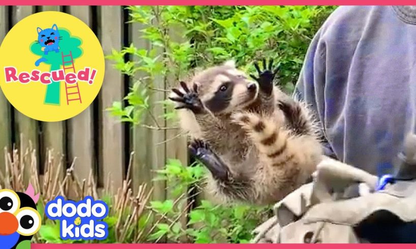Heroes Save Nervous Mama Raccoon and Three Fuzzy Babies! | Animal Videos For Kids | Dodo Kids