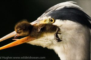 Heron eat ducklings in front of distraught and attacking mother ducks in the duck breeding season
