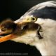 Heron eat ducklings in front of distraught and attacking mother ducks in the duck breeding season