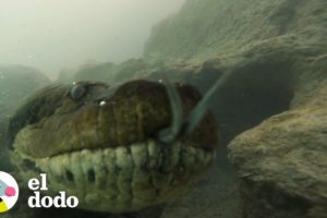 Hombre nada con anacondas para demostrar que son amigables | El Dodo