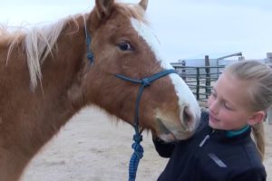 Horses rescued from animal cruelty find fresh start