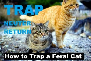 How to Trap a Feral Cat   Trapping Feral Cats   Kittens rescue   Kitty TNR Trap catch youtube VIDEO