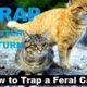 How to Trap a Feral Cat   Trapping Feral Cats   Kittens rescue   Kitty TNR Trap catch youtube VIDEO