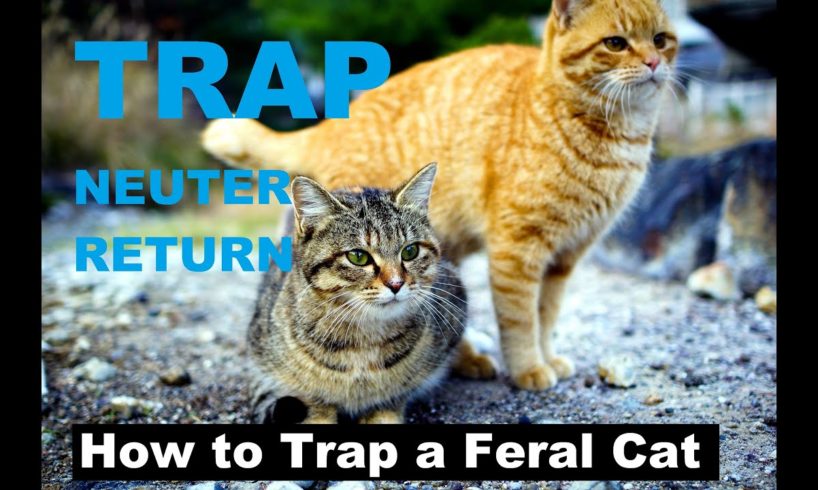 How to Trap a Feral Cat   Trapping Feral Cats   Kittens rescue   Kitty TNR Trap catch youtube VIDEO