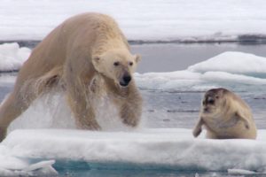 Hungry Polar Bear Ambushes Seal | The Hunt | BBC Earth