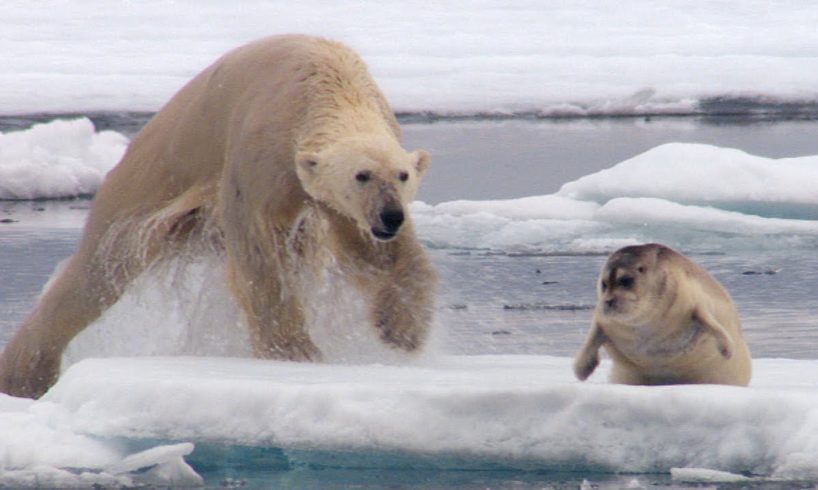 Hungry Polar Bear Ambushes Seal | The Hunt | BBC Earth