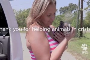 Hurricane Harvey Disaster Animal Rescues | Houston SPCA