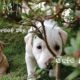 Indian Street Dog's Cute Puppies | Desi Dog Puppies