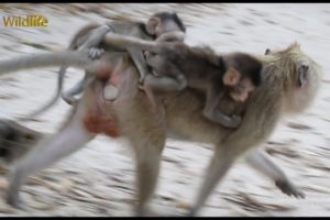 It's So Cute That the Twins Play With Their Brother and The Other Monkeys