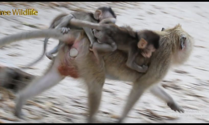 It's So Cute That the Twins Play With Their Brother and The Other Monkeys