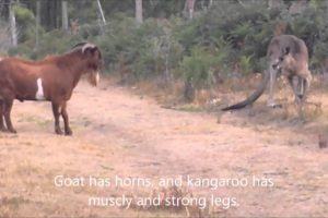 Kangaroo fighting with an unusual partner...