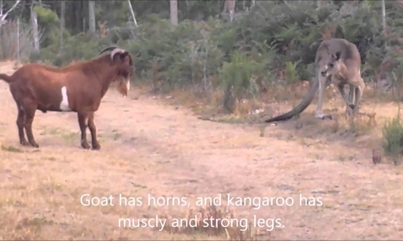 Kangaroo fighting with an unusual partner...