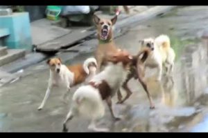 Killer Dogs Fight - Dogs Fighting - Animal Fights