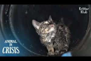 Kitten Stuck Underground Cries Out Of Fear No One Would Rescue Him | Animal in Crisis EP117