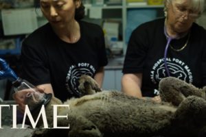 Koala Hospital Treats Animals Rescued from Australian Wildfires | TIME