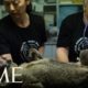 Koala Hospital Treats Animals Rescued from Australian Wildfires | TIME