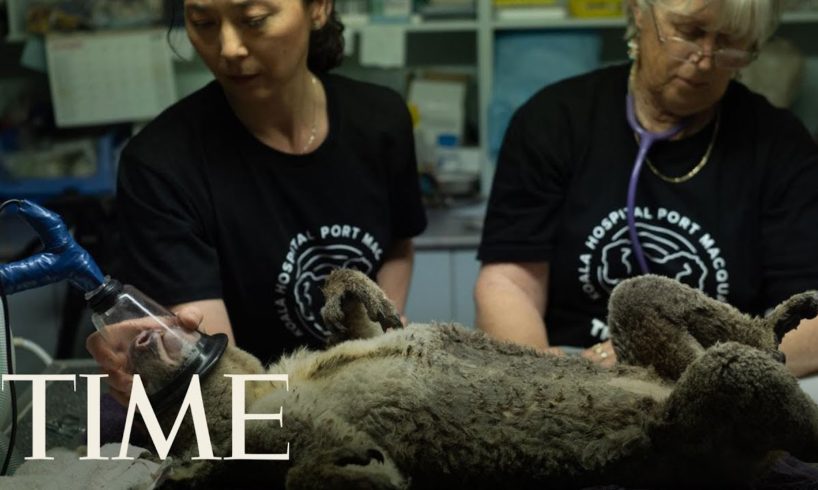 Koala Hospital Treats Animals Rescued from Australian Wildfires | TIME