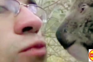 Koala Rescued a baby koala | Play with Plush Toy With his Mummy after Bushfires in Australia - ?