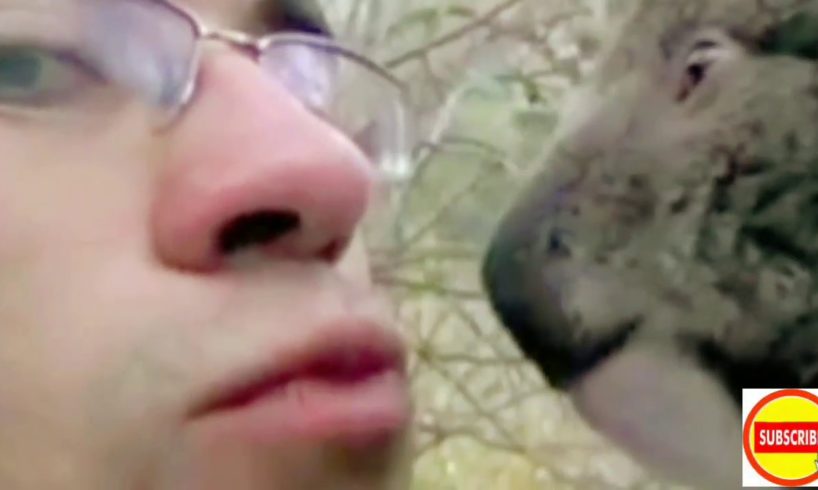 Koala Rescued a baby koala | Play with Plush Toy With his Mummy after Bushfires in Australia - ?