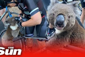 Koala begs cyclists for water in Australia heat as bushfires kill 30 per cent of the species