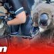 Koala begs cyclists for water in Australia heat as bushfires kill 30 per cent of the species