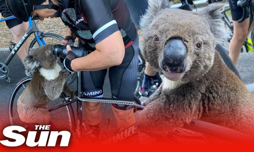 Koala begs cyclists for water in Australia heat as bushfires kill 30 per cent of the species