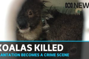 Koala deaths in Victorian blue gum plantation declared 'a crime' | ABC News