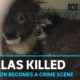 Koala deaths in Victorian blue gum plantation declared 'a crime' | ABC News
