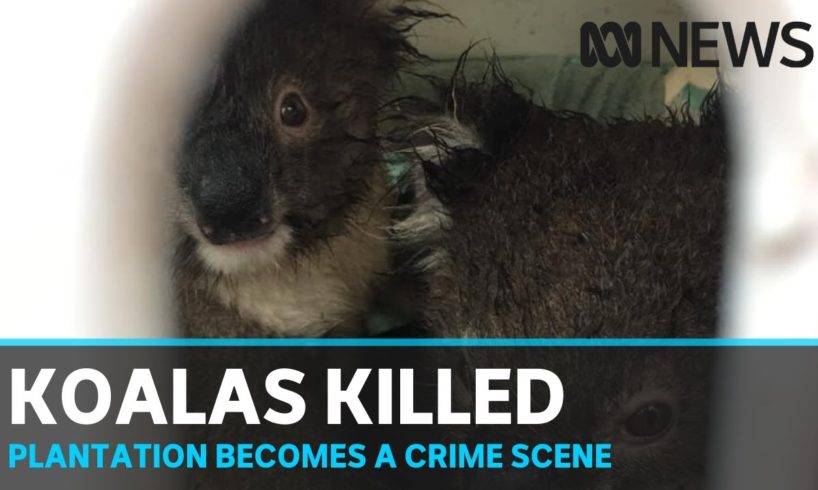 Koala deaths in Victorian blue gum plantation declared 'a crime' | ABC News