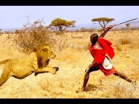 LION VS MAASAI REAL FIGHT! POWERFUL Maasai Lion Attack Fight Hunting!