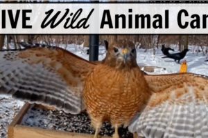 LIVE Animal Cam - Ohio (*Clear Night Vision*)