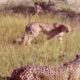 Leopard vs Big Python Snake Real Fight   Leopard Wild Big Battle   Most Amazing Wild Animal Attacks