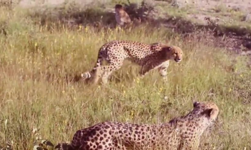 Leopard vs Big Python Snake Real Fight   Leopard Wild Big Battle   Most Amazing Wild Animal Attacks