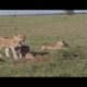 Leopardr Waiting  Outside The Hole - Most Amazing Moments Of Wild Animal Fights