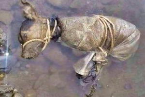 Life-changing Animal Rescues! Dogs left in the swamp are now safe! 2020