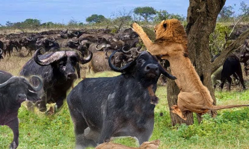 Lion Attack Buffalo - Buffalo Save Fellow From Lion Pride Hunting - Animals Fight