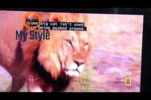 Lion Pride vs. Hyena Clan: Final Round: Animal Fight Night