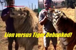 ?Lion versus Tiger Size Comparisons (Episode #74) Debunked