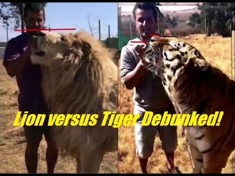 ?Lion versus Tiger Size Comparisons (Episode #74) Debunked